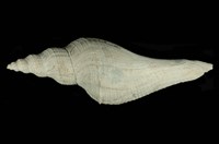 藏品(長香螺)的圖片